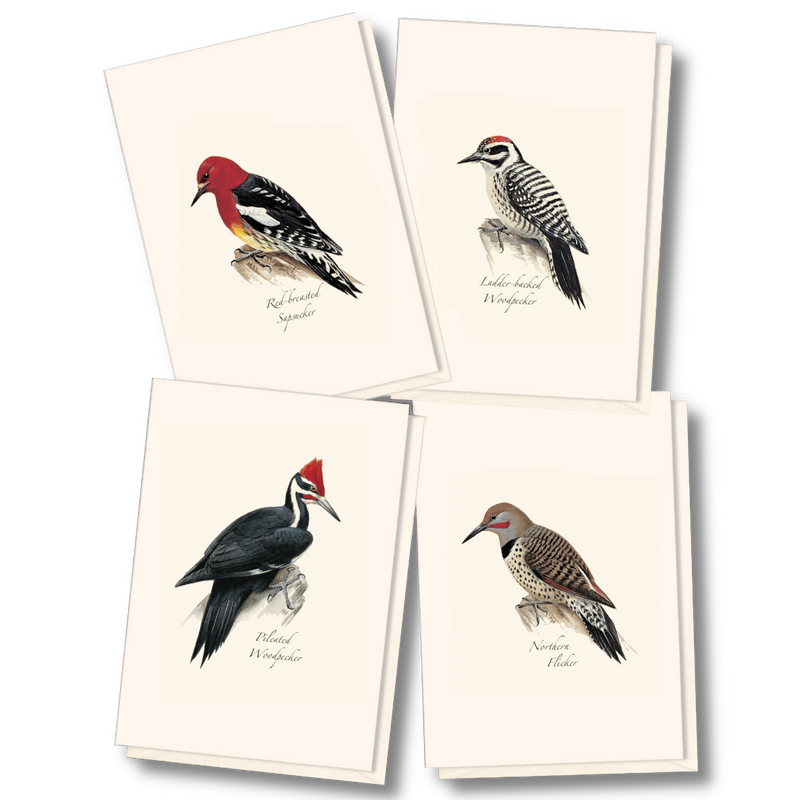 Woodpecker Boxed Notecards