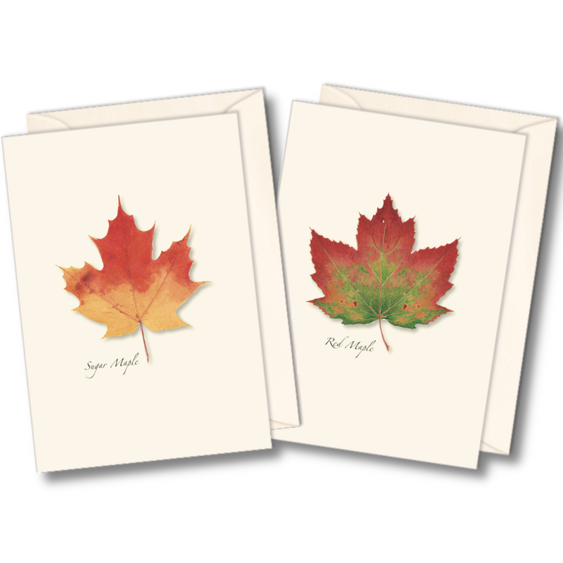 Maple Leaf Boxed Notecards