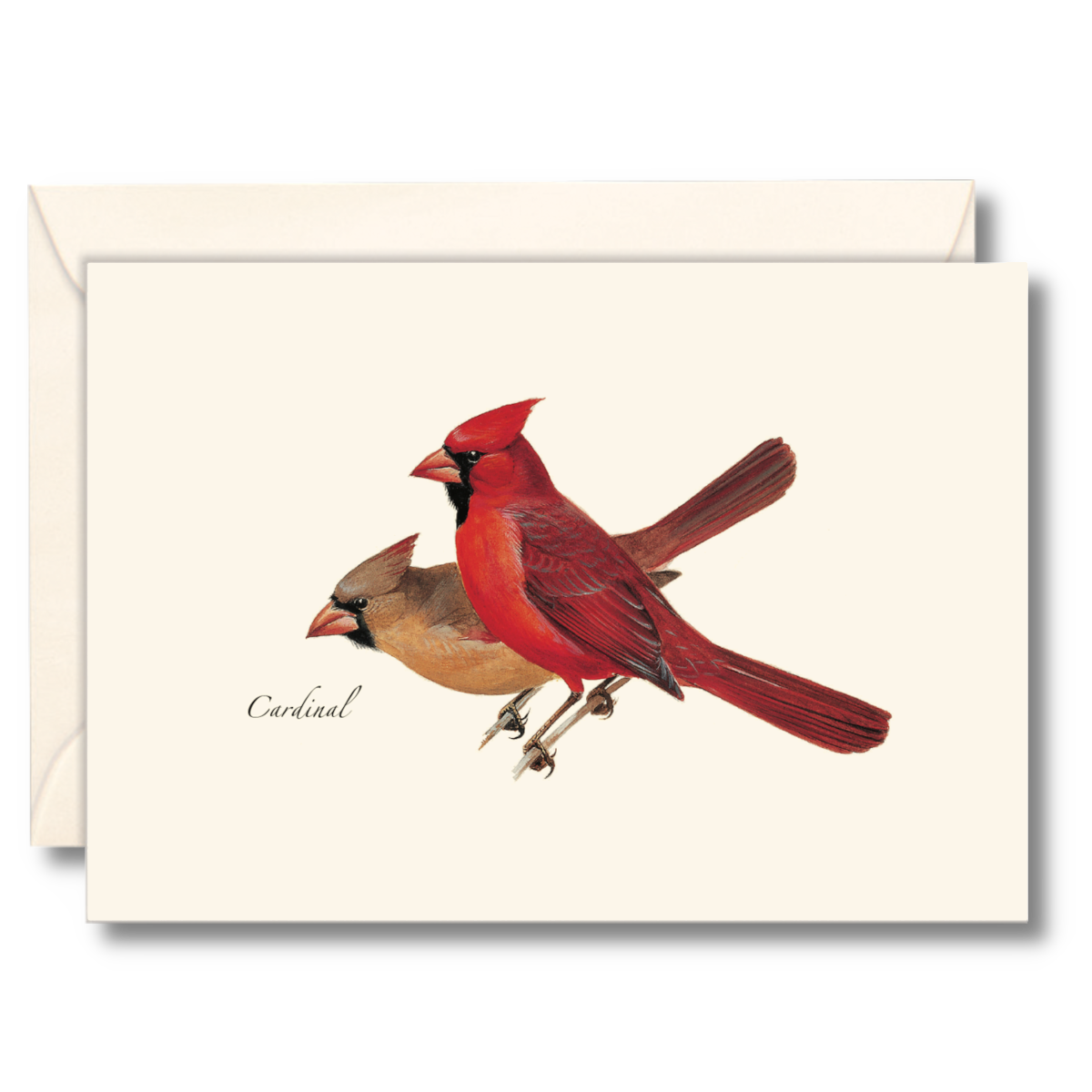 Peterson's Cardinal Boxed Notecards