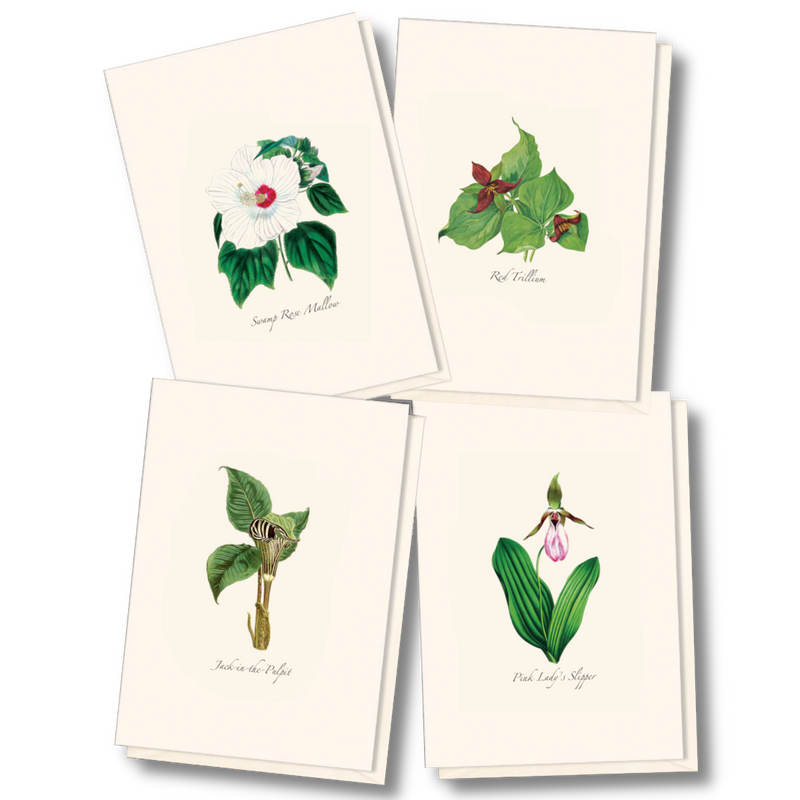 Woodland Wildflower Boxed Notecards